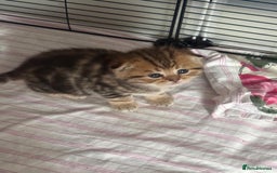 British Shorthair cats for sale: 🥰Beautiful kittens with rare colouring🥰 - Image 36
