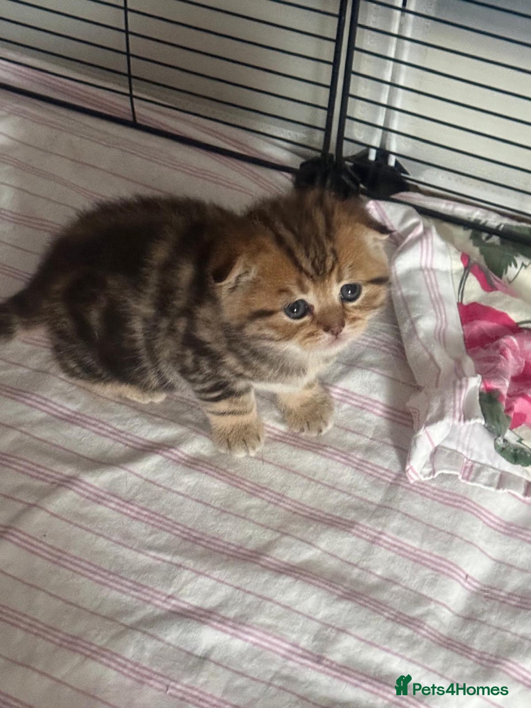British Shorthair cats for sale: 🥰Beautiful kittens with rare colouring🥰 - Image 36