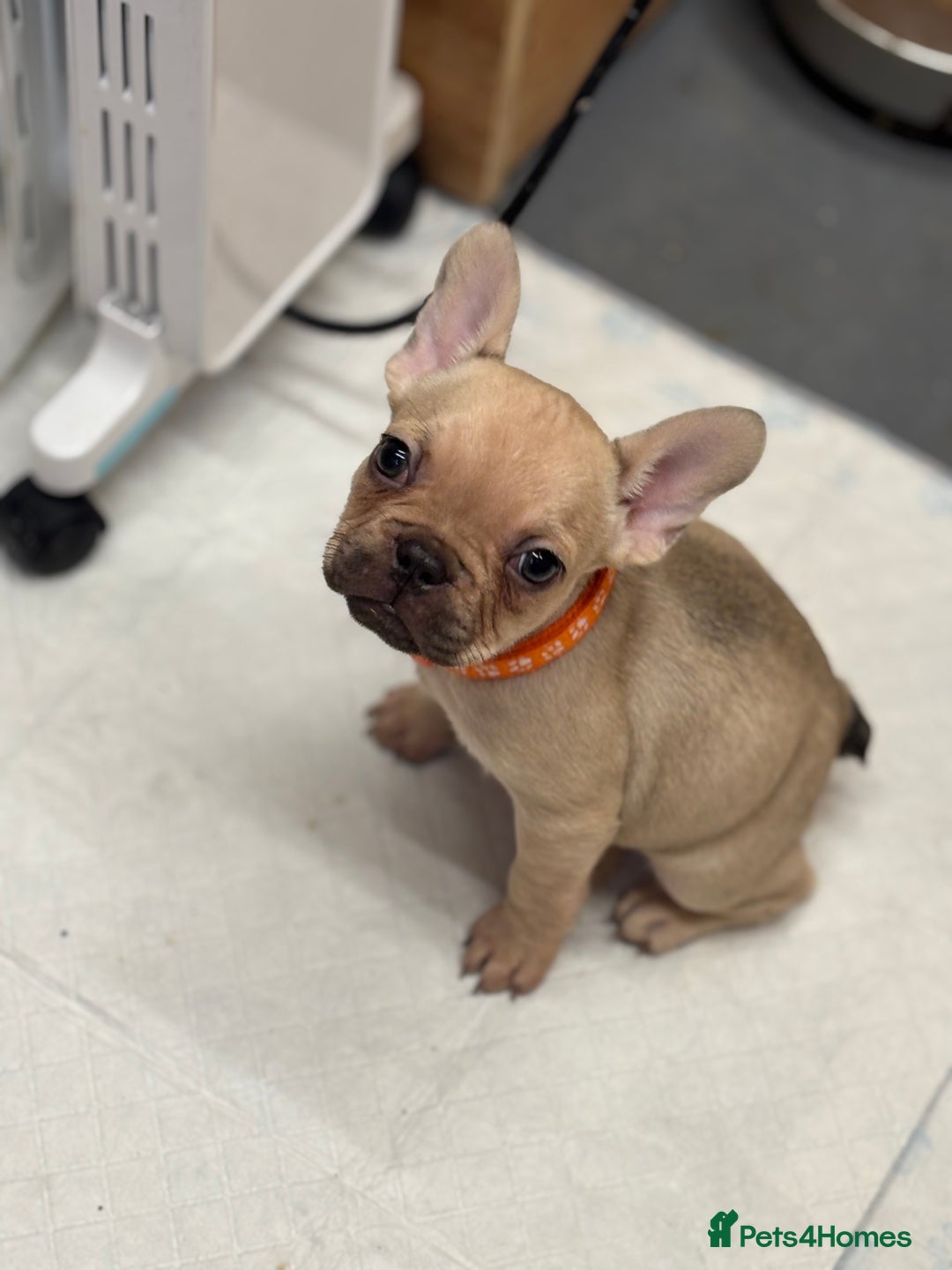 French Bulldog dogs for sale: 💕Adorable French bulldogs💕 - Advert 8