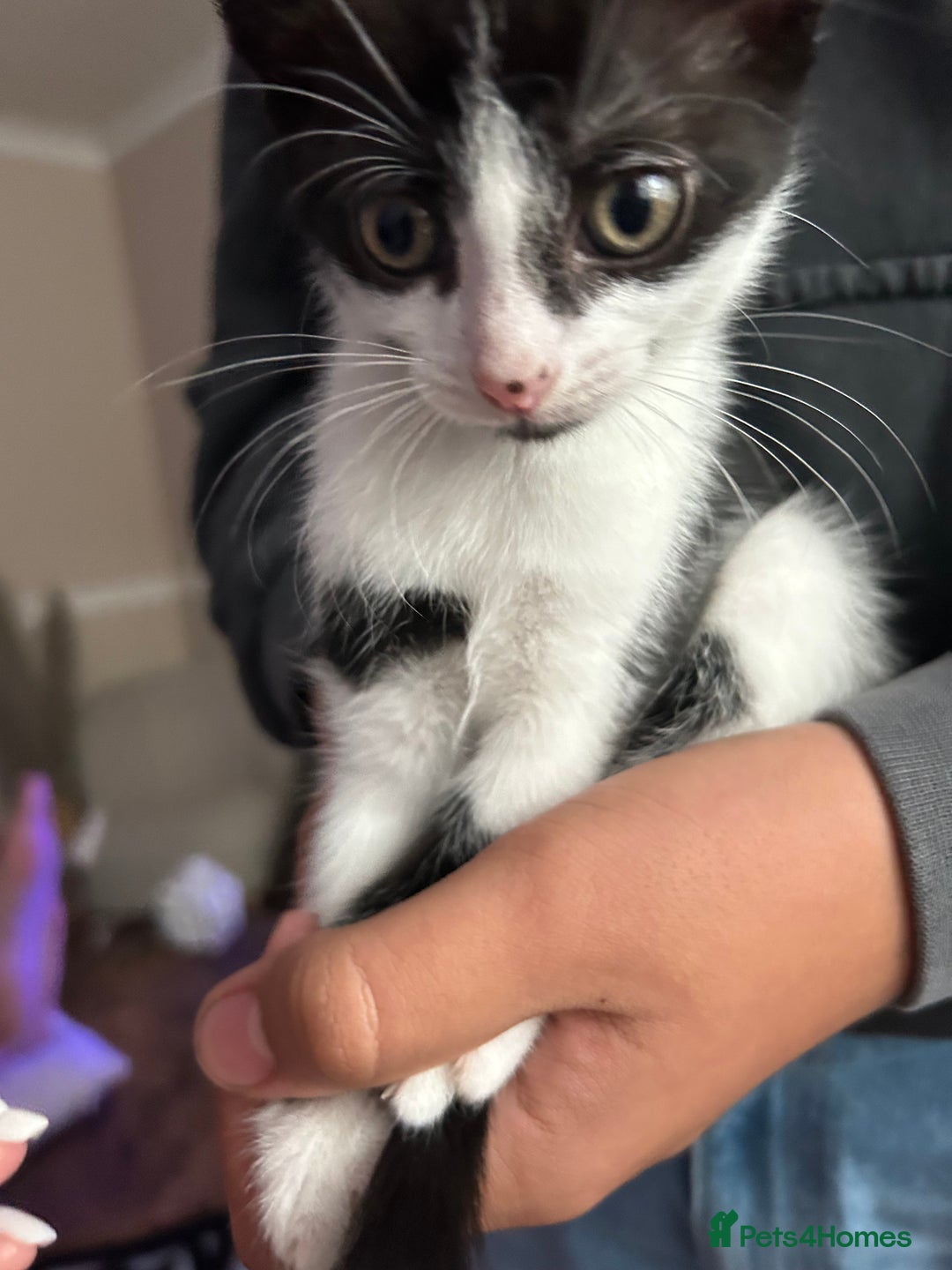 Mixed Breed cats for sale: One girl left 🐱🩷 ready to go😊 - Image 5