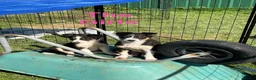 Border Collie dogs for sale: Border Collie Pups - Advert 11