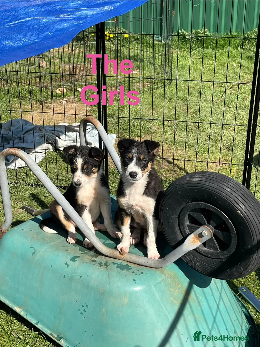 Border Collie dogs for sale: Border Collie Pups - Advert 11