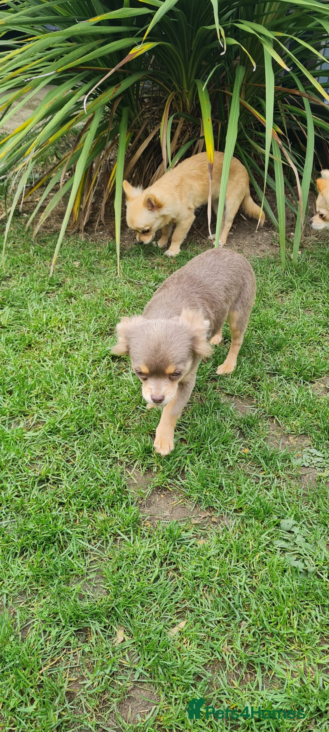 Chihuahua dogs for sale: Mini  **  chihuahua puppies  - Image 7