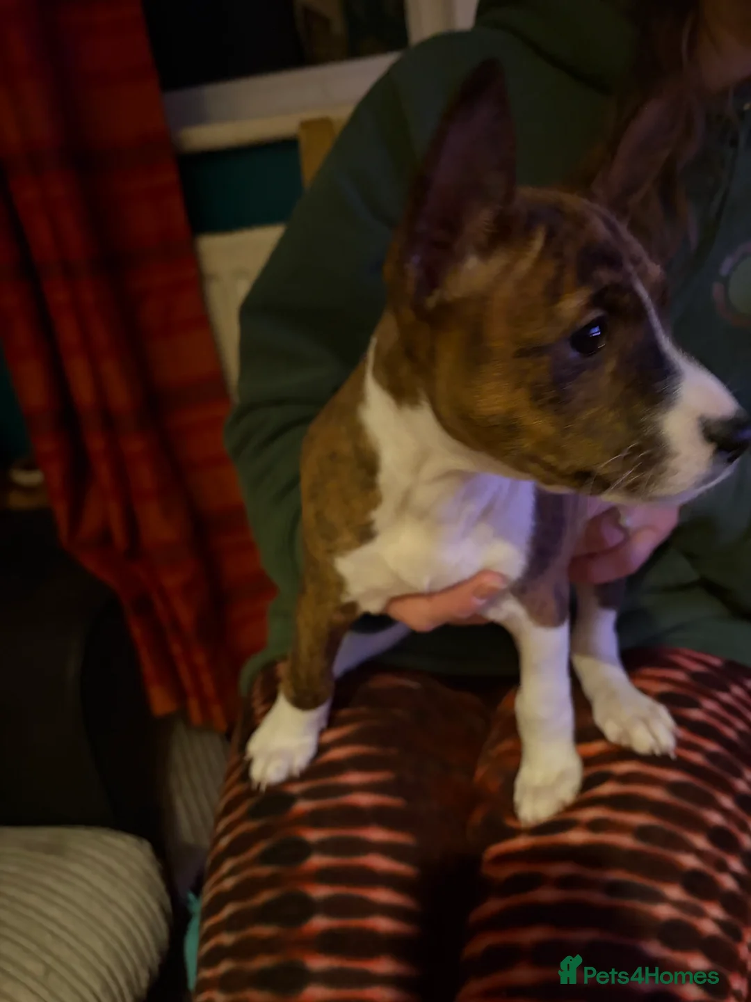 Basenji dogs for sale: 4 remaining basenji puppies left pure basenji  - Advert 10