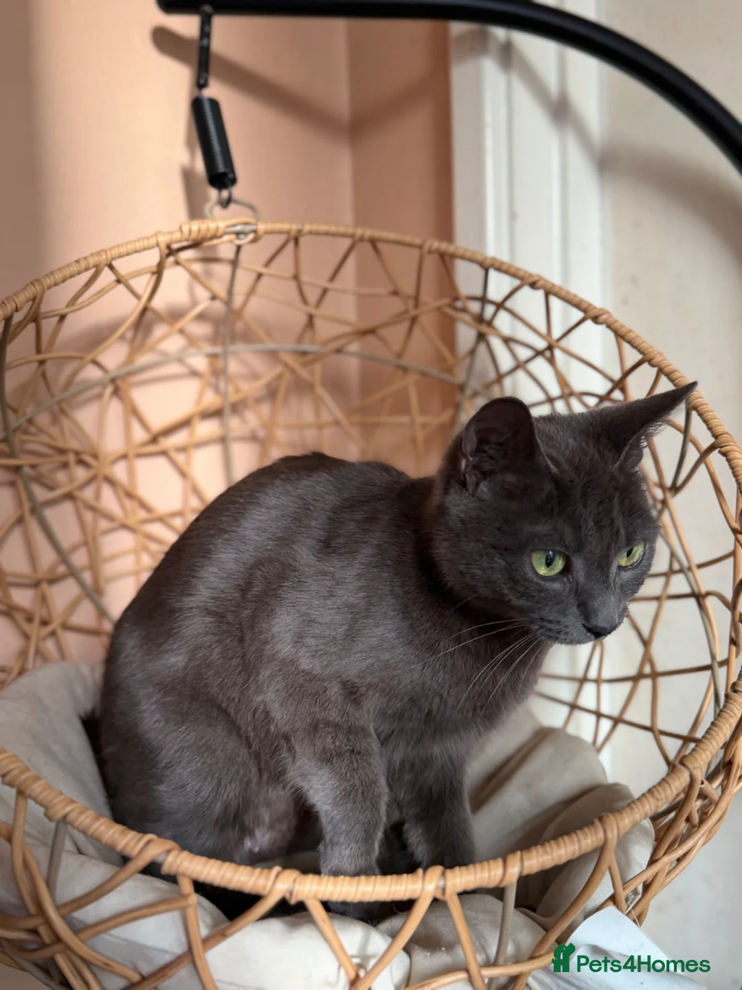 Domestic Shorthair cats for sale: Female Grey Domestic Shorthair- Very friendly in Newport - Advert 10