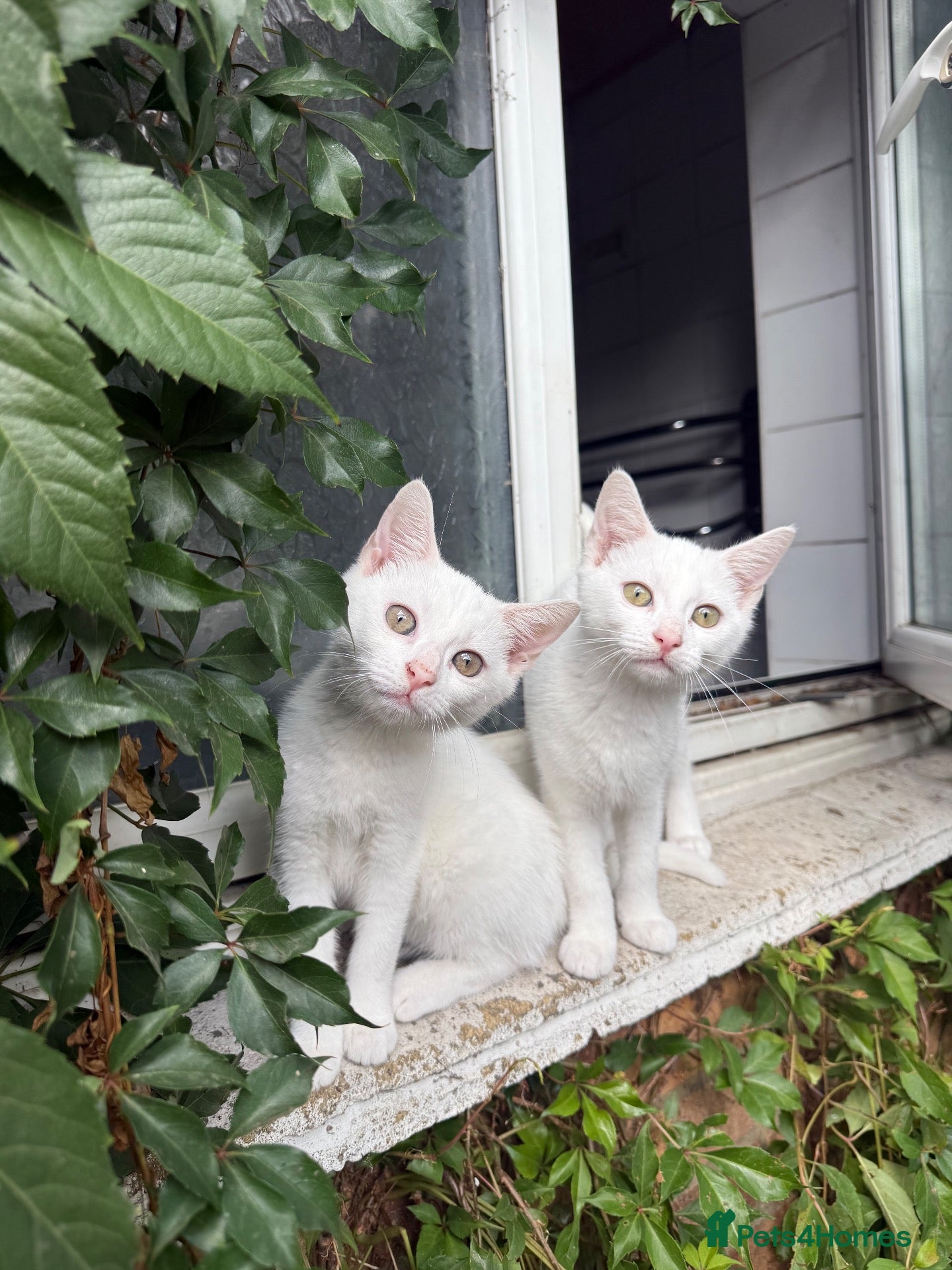 Mixed Breed cats Two all white kittens available for sale  - Advert 7