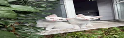 Mixed Breed cats for sale: Two all white kittens available for sale  - Advert 1