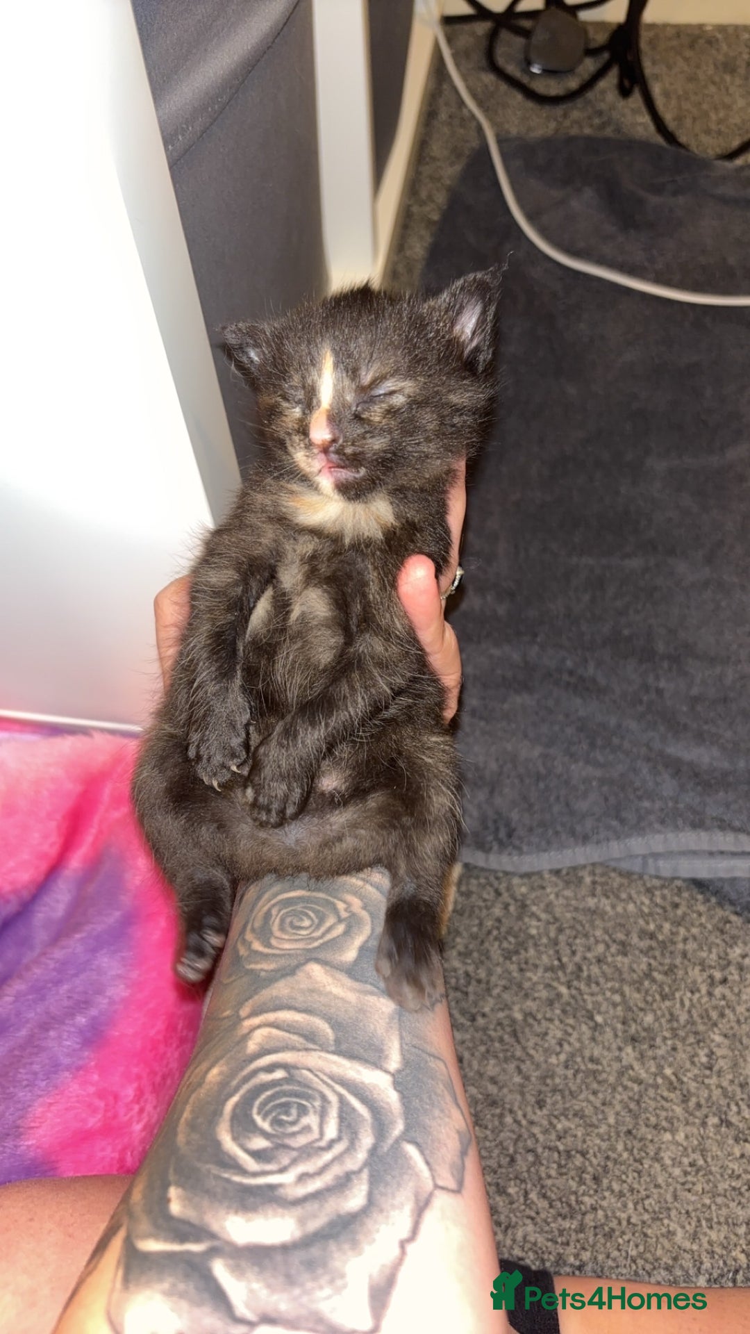 Mixed Breed cats for sale: Beautiful Kittens  - Advert 3