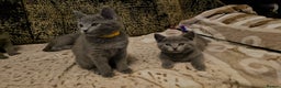 Russian Blue cats for sale: **TICA full pedigree Russian Blue kittens - Advert 22
