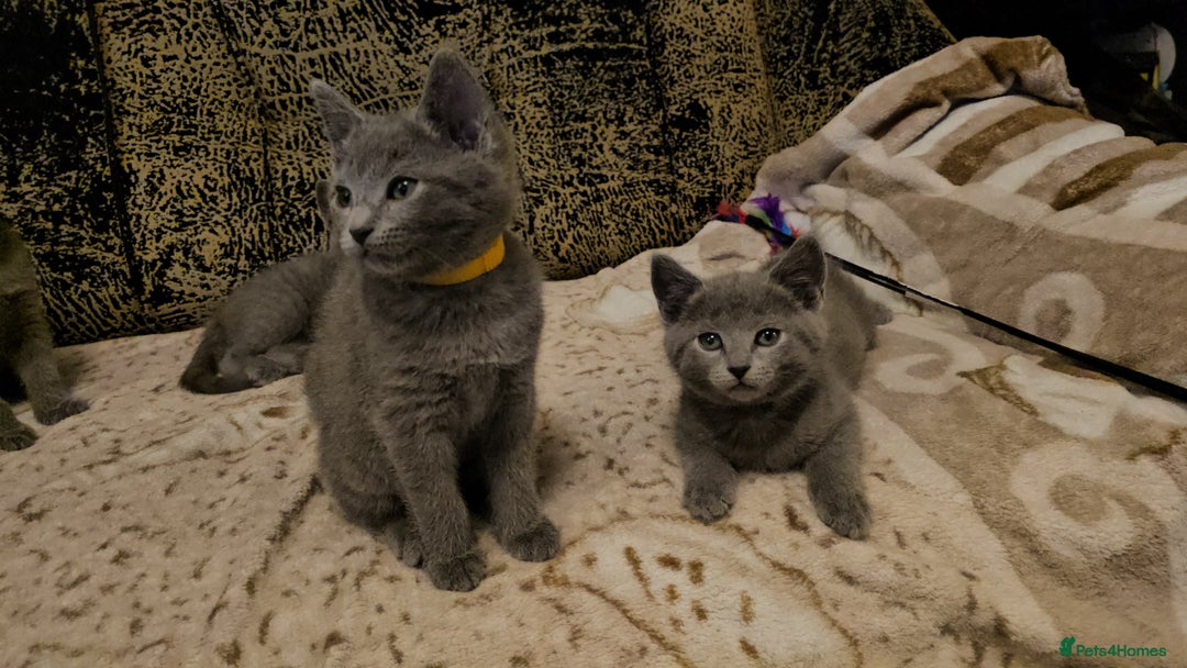 Russian Blue cats for sale: **TICA full pedigree Russian Blue kittens - Advert 22