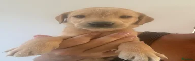 Labrador Retriever 2