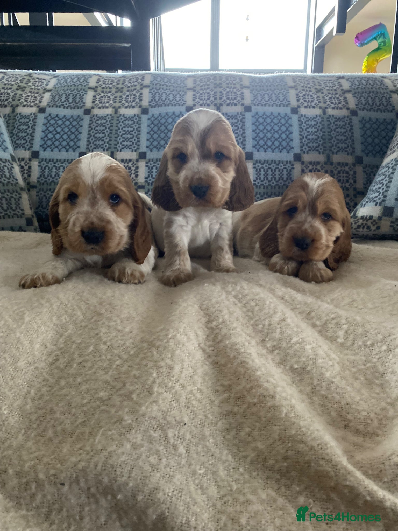 Cocker Spaniel dogs KC/ Healthtested parents. Showtype cockerspaniel🌸 - Advert 2