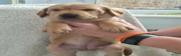Labrador Retriever dogs for sale: Labrador  in Northallerton - Advert 8