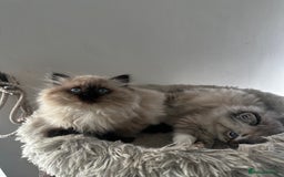 Ragdoll cats for sale: Beautiful Purebred Ragdoll Kittens  - Image 6
