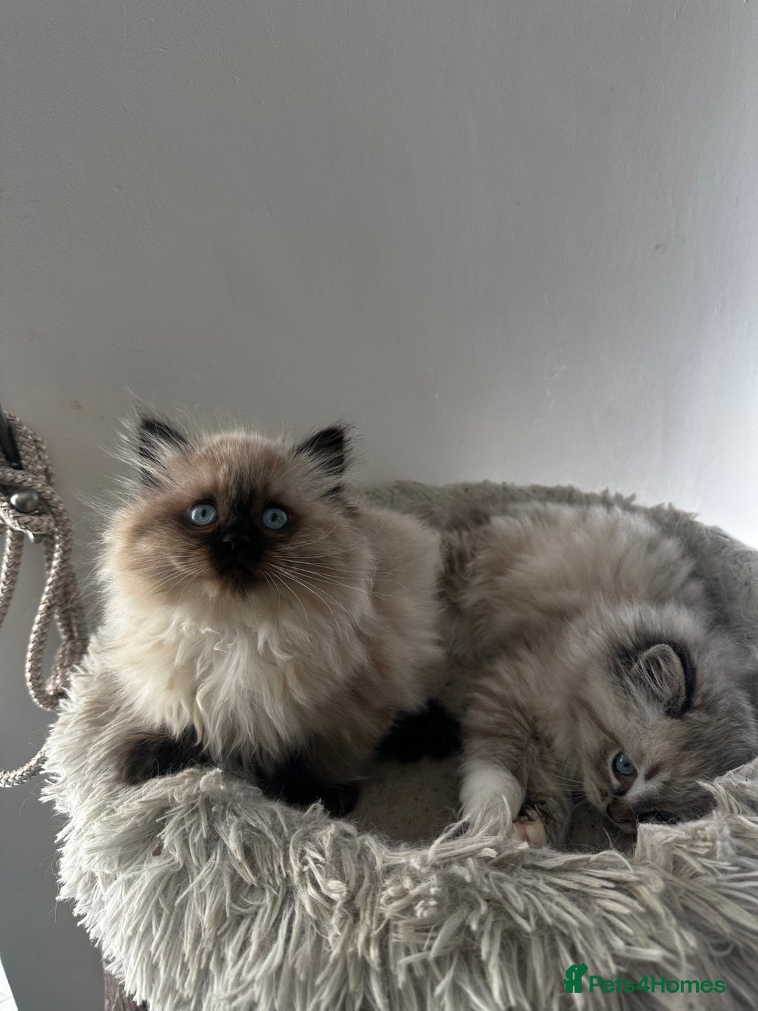 Ragdoll cats for sale: Beautiful Purebred Ragdoll Kittens  - Image 6