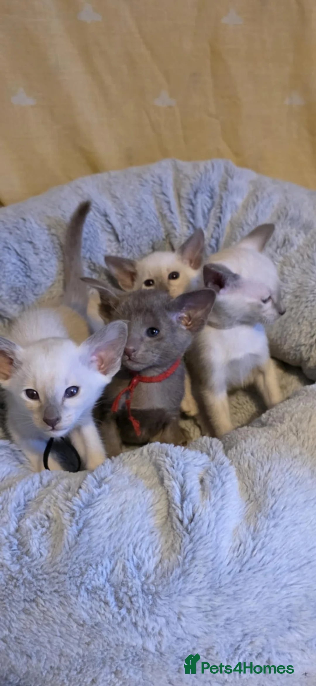 Oriental cats for sale: Stunning GCCF Oriental  and Lilac Siamese Kittens  - Advert 1