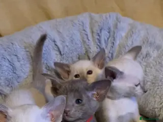 Oriental cats Stunning GCCF Oriental and Lilac Siamese Kittens - Advert 2