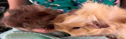 Guinea Pig rodents for sale: Beautiful, healthy, friendly brother guinea pigs - Advert 6