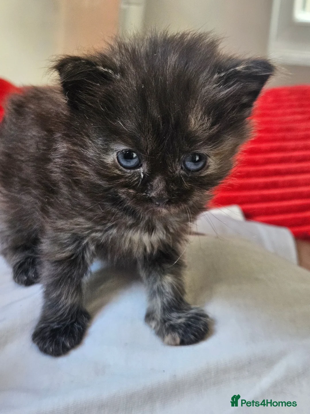 Mixed Breed cats for sale: Female kitten  in South Shields - Advert 2