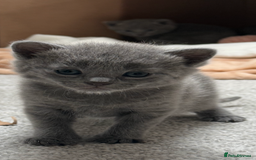 Russian Blue cats for sale: ***Beautiful Russian Blue Kittens*** - Image 1