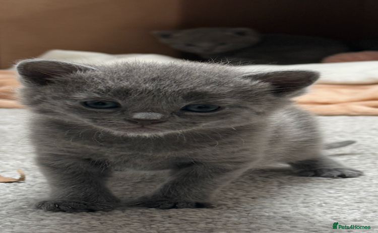 Russian Blue cats - Advert 1