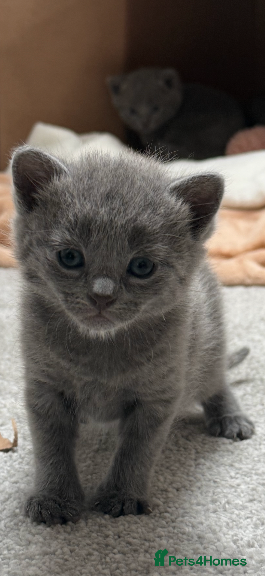 Russian Blue cats for sale: ***Beautiful Russian Blue Kittens*** - Image 1