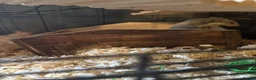Rat rodents for sale: Two female rats and complete set up  in Leicester - Advert 3