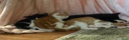 Mixed Breed cats for sale: Kittens Manchester Prices £40-£180 - Advert 9