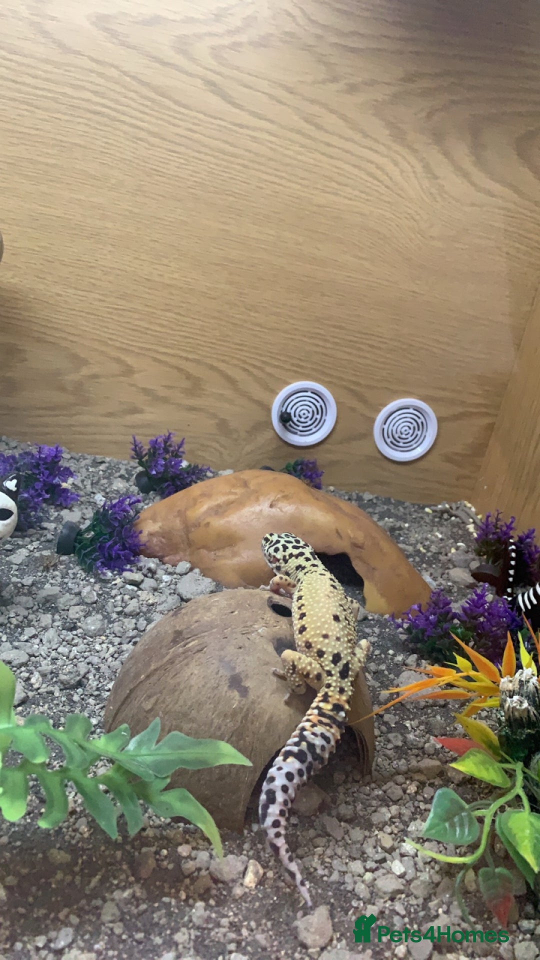 Leopard Gecko reptiles for sale: Leopard Gecko for sale along with the cage etc. - Advert 2
