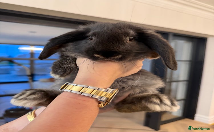 French Lop rabbits - Advert 1