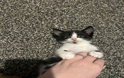 Domestic Shorthair cats for sale: 2 kittens left  - Image 4