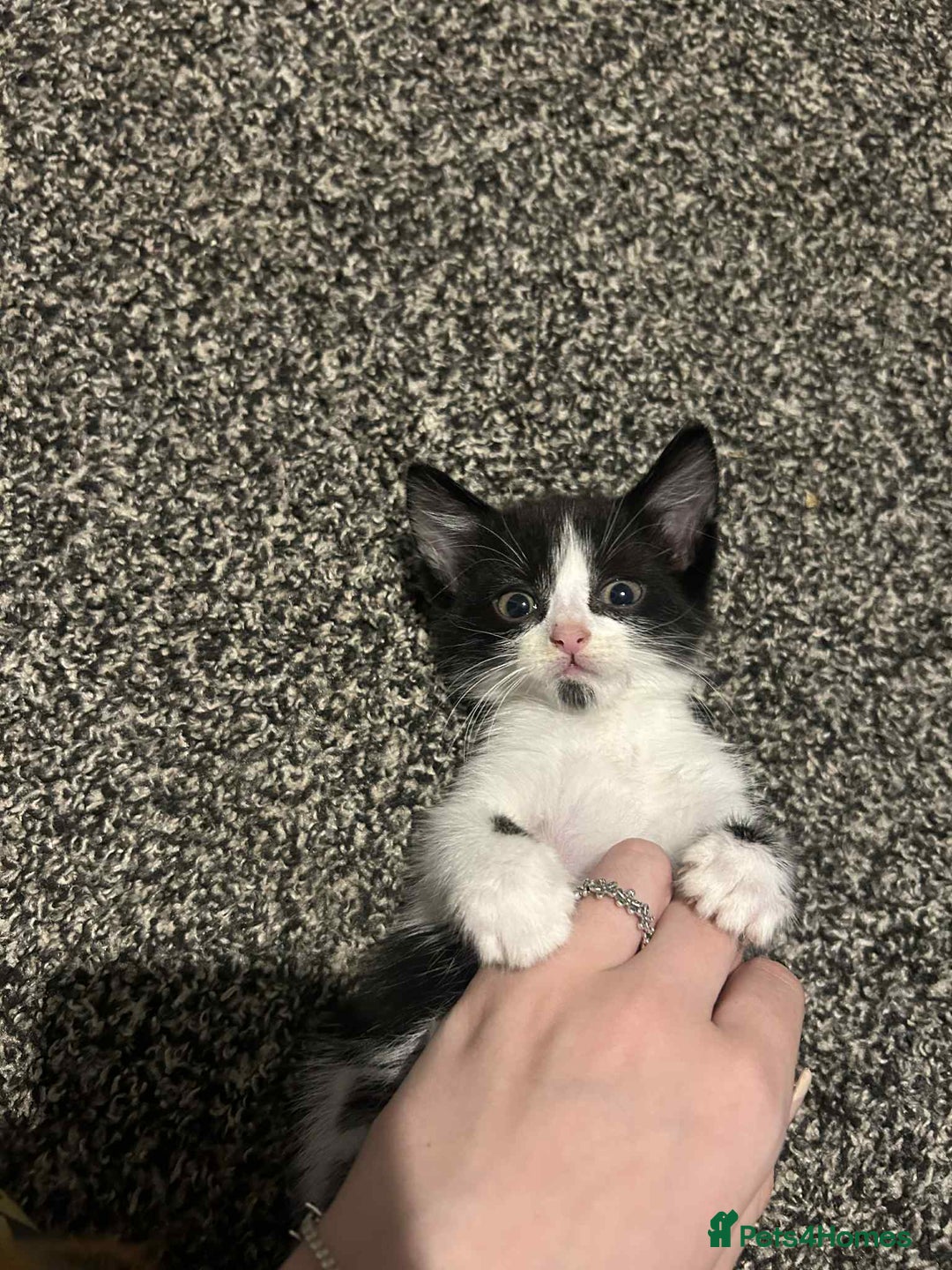 Domestic Shorthair cats for sale: 2 kittens left  - Image 4