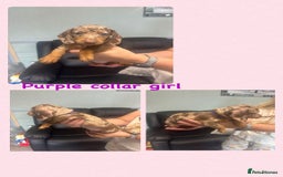 Dachshund dogs for sale: Miniature Dachshund pups £950 - Image 1