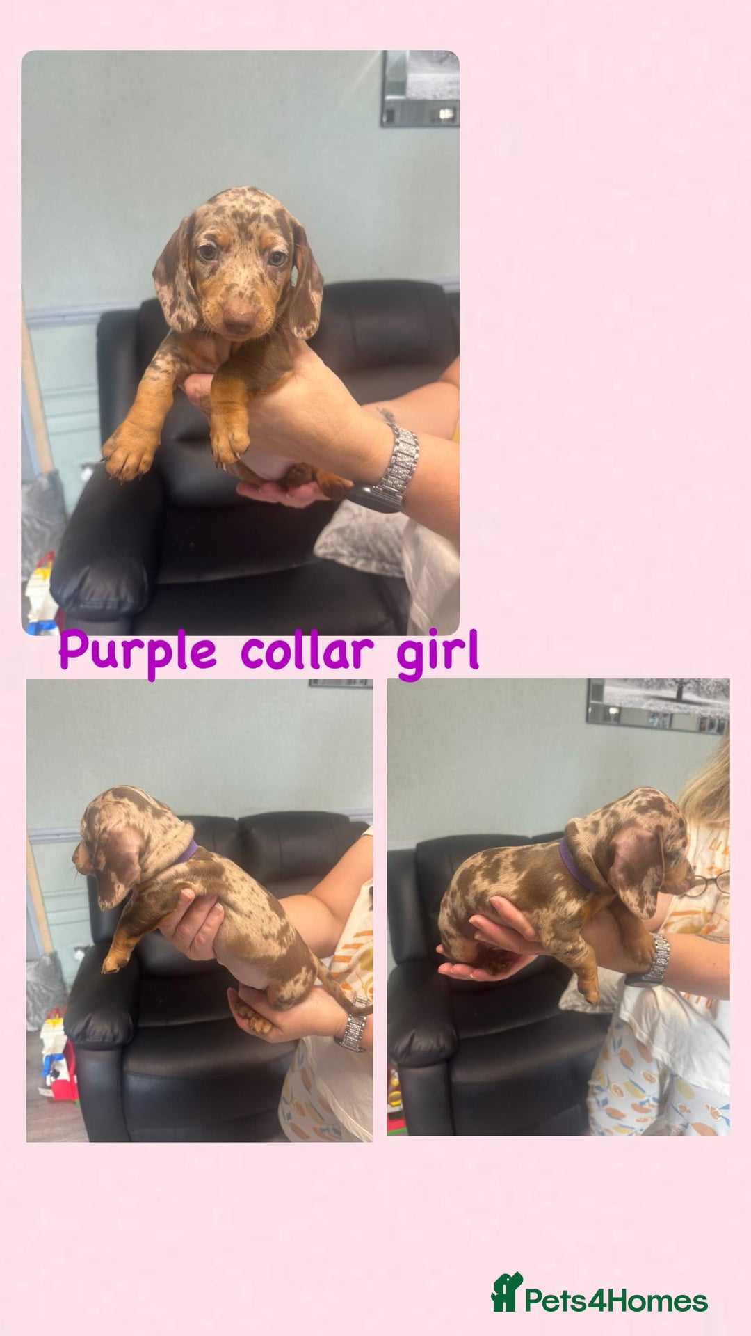 Dachshund dogs for sale: Miniature Dachshund pups £950 - Image 1