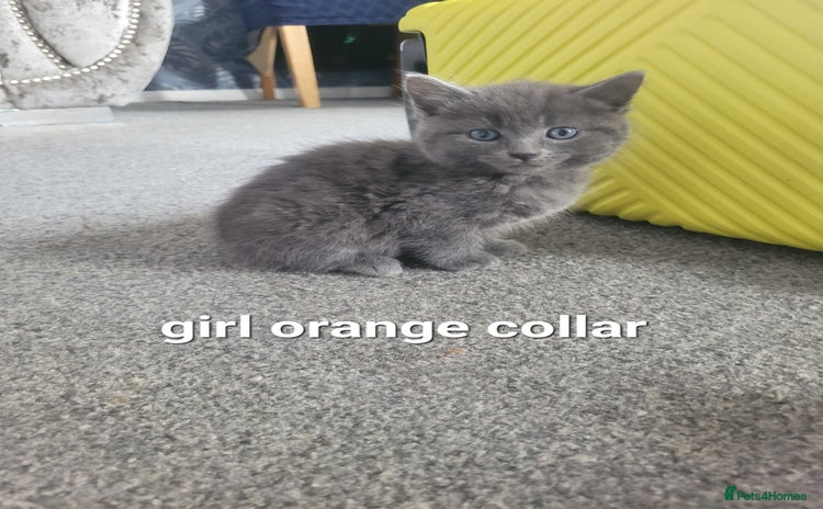 Mixed Breed cats - Advert 1