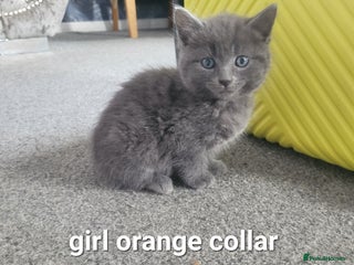 Mixed Breed cats - Advert 2