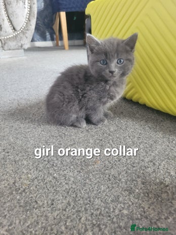 Mixed Breed cats - Advert 1