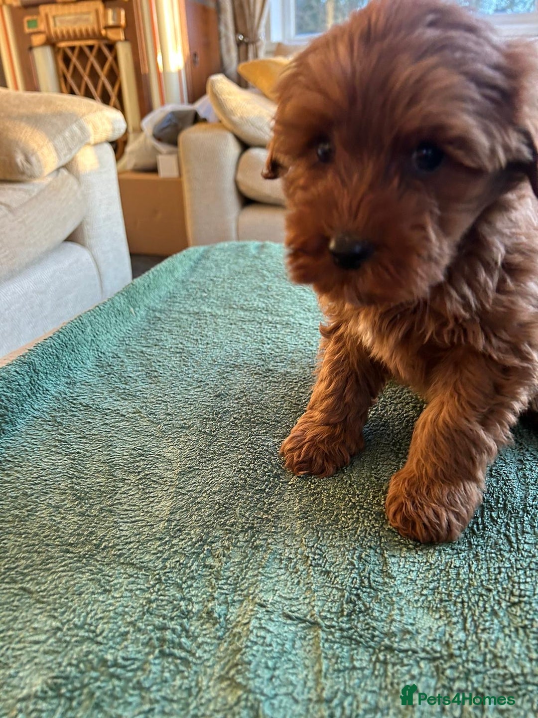 Labradoodle dogs for sale: Gorgeous Health Checked Labradoodle Puppies - Advert 29