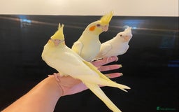 Cockatiels birds for sale: Extra Silly Tame Hand Reared Baby Cockatiels  - Image 5