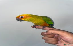 Conures birds for sale: 100% SILLY TAME HAND REARED BABY SUN CONURES - Image 2