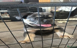 French Bulldog dogs for sale: 🐾Rare NewShade L4 French Bulldogs kC registered🐾 - Image 4