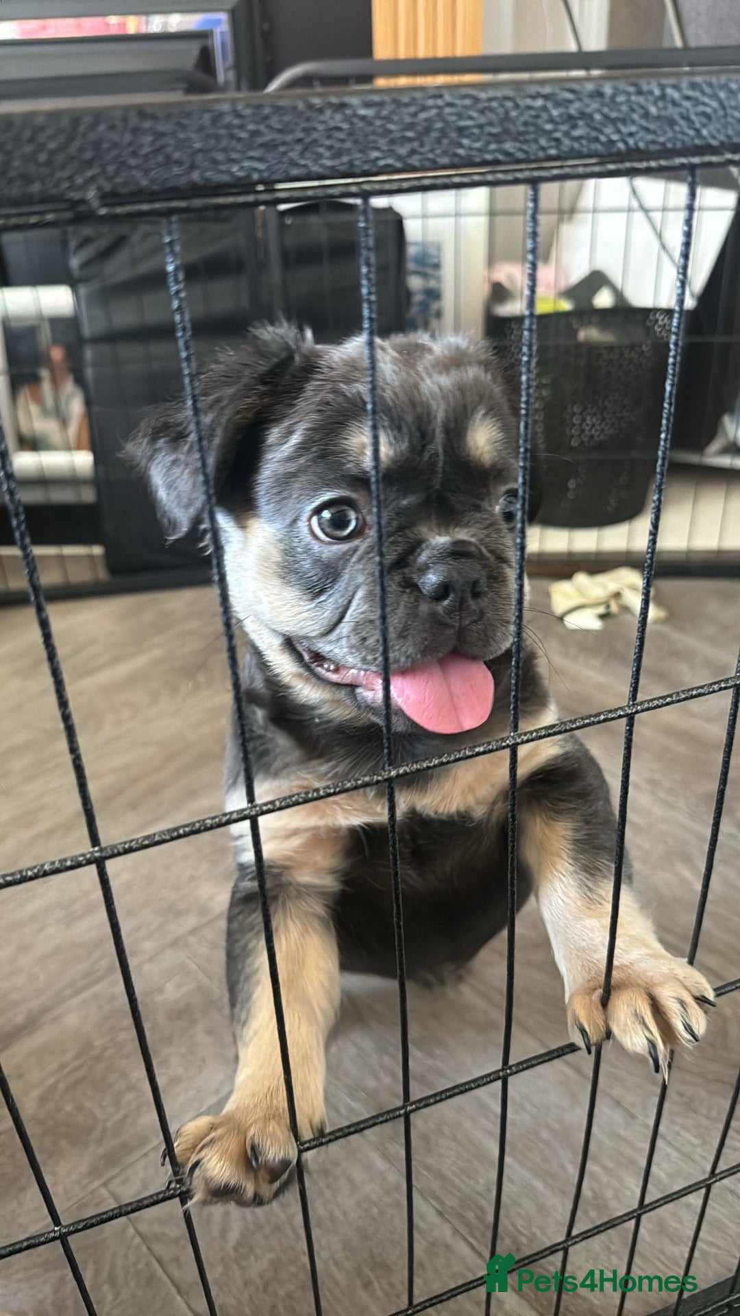 French Bulldog dogs for sale: 🐾Rare NewShade L4 French Bulldogs kC registered🐾 - Image 4
