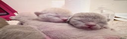 Burmese cats for sale: GCCF-Home raised-BurmeseKittens ready end February - Advert 4
