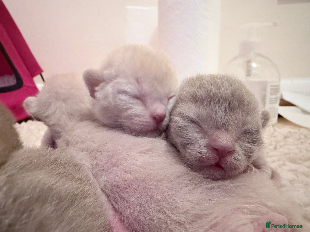 Burmese cats for sale: GCCF-Home raised-BurmeseKittens ready end February - Advert 4