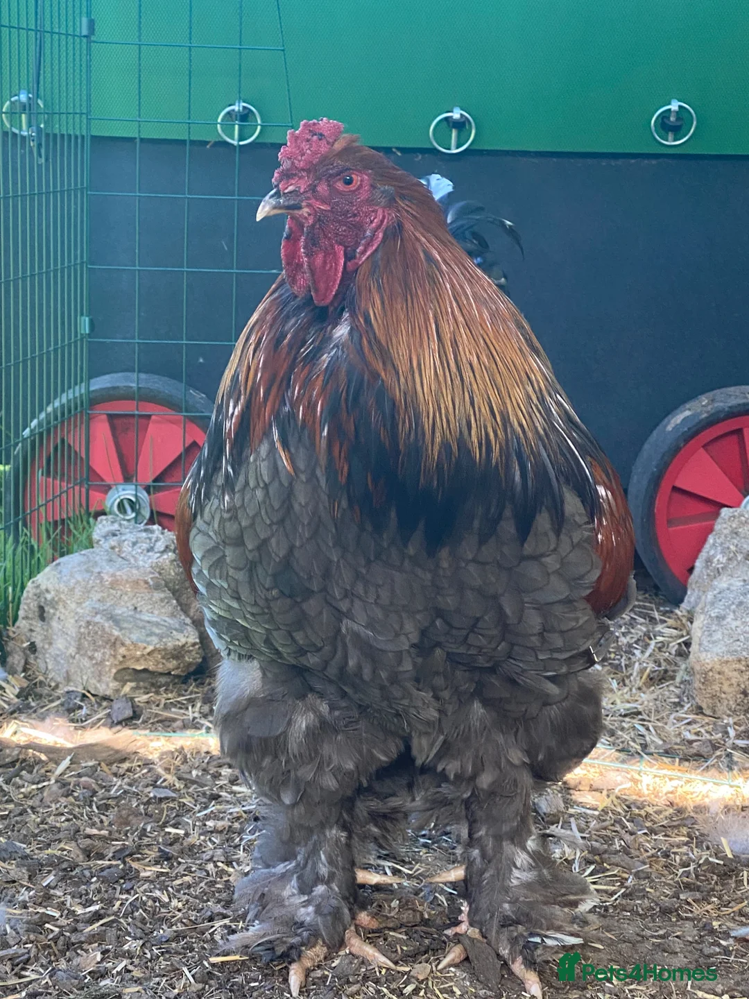 Chickens poultry for sale: Chunky Brahma cockerel needs new home - Advert 2