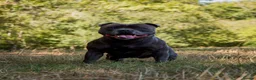 Staffordshire Bull Terrier dogs for stud: BEAUTBULLS BLUE KC REGISTERED STUD - Advert 3