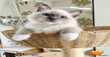 Ragdoll cats - Advert 15