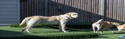 Mixed Breed dogs for adoption: Lovely Lucy - Advert 9