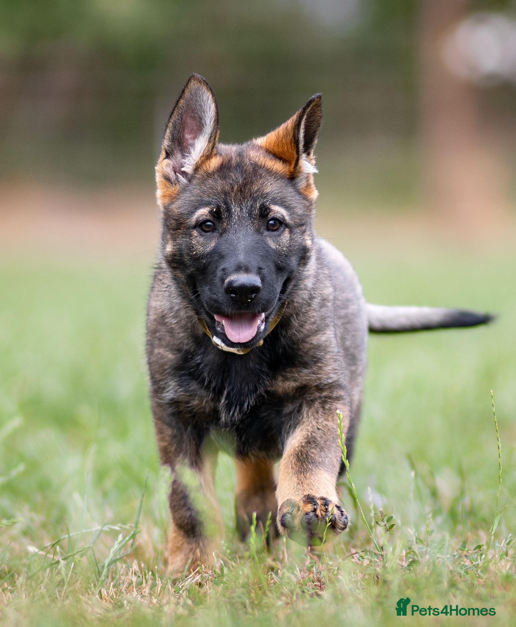 German Shepherd dogs Top working line KC GSD pups  - Advert 1
