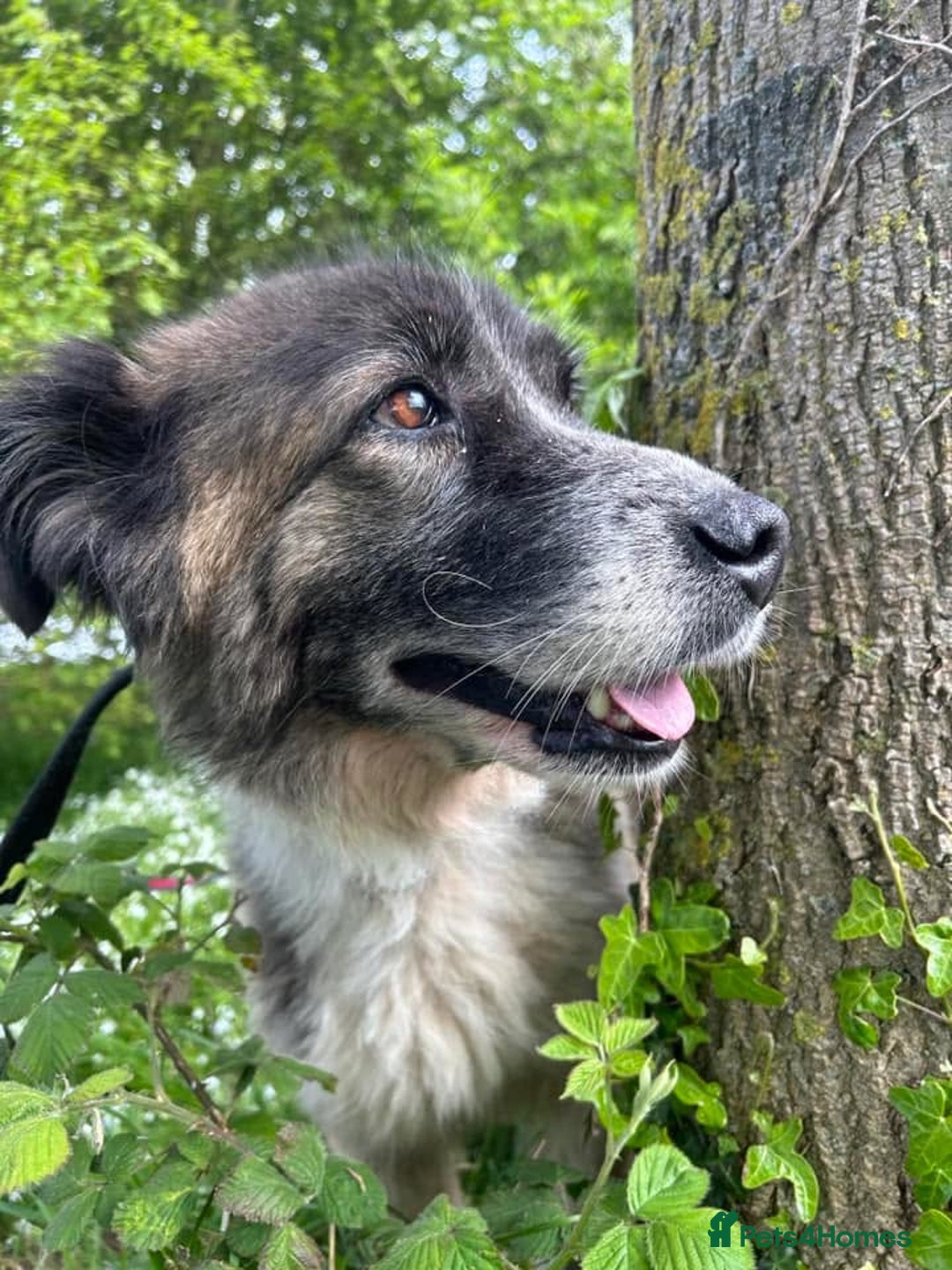 Mixed Breed dogs for adoption: Hilda - Norwich Norfolk  - Image 25